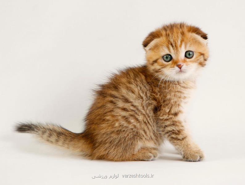 خرید گربه پرشین