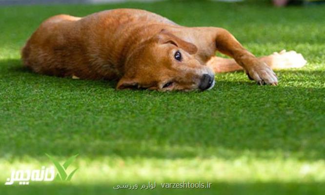 چرا چمن مصنوعی برای سگ ها و حیوانات خانگی مناسب است